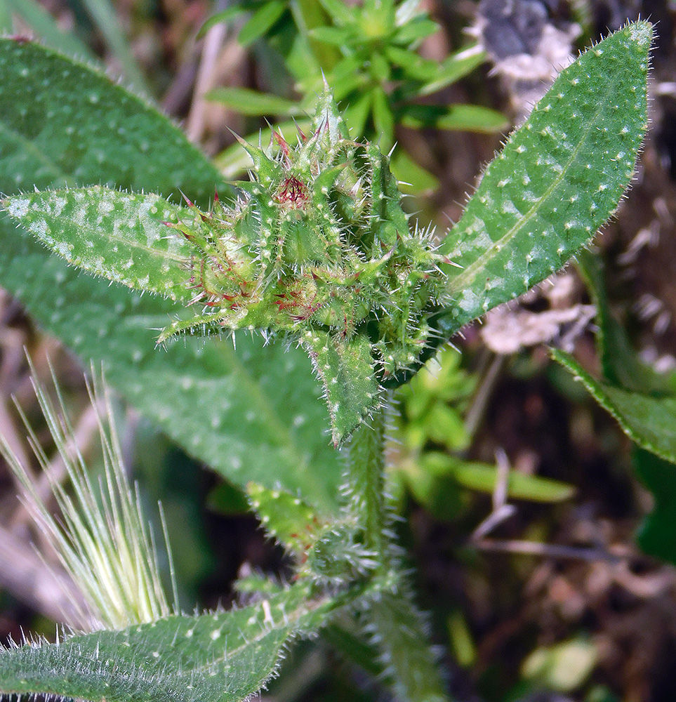 Изображение особи Helminthotheca echioides.