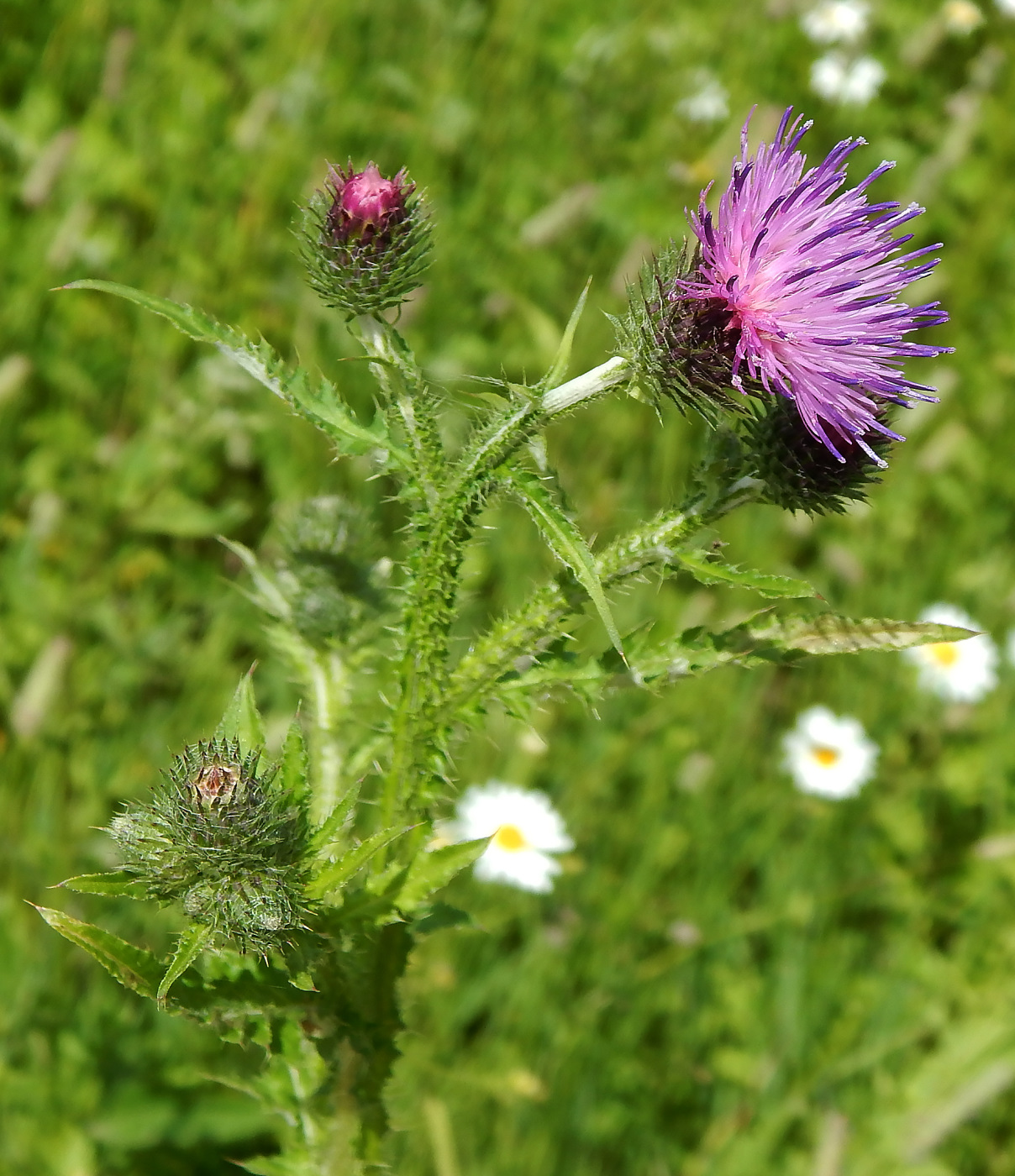 Изображение особи Carduus crispus.