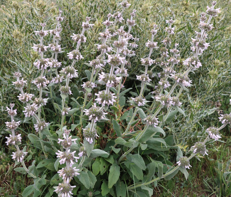 Изображение особи Stachys balansae.