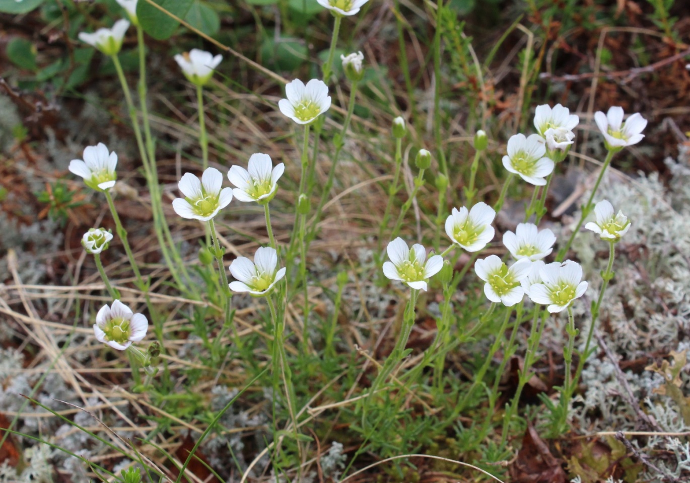 Image of Minuartia arctica specimen.