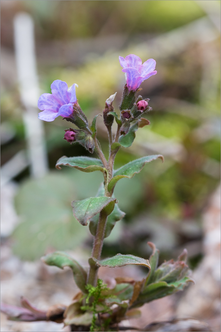 Изображение особи Pulmonaria obscura.