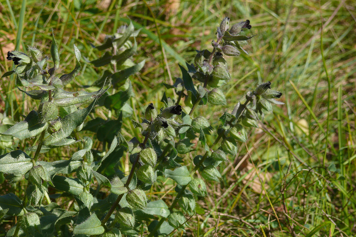 Image of Nonea rossica specimen.