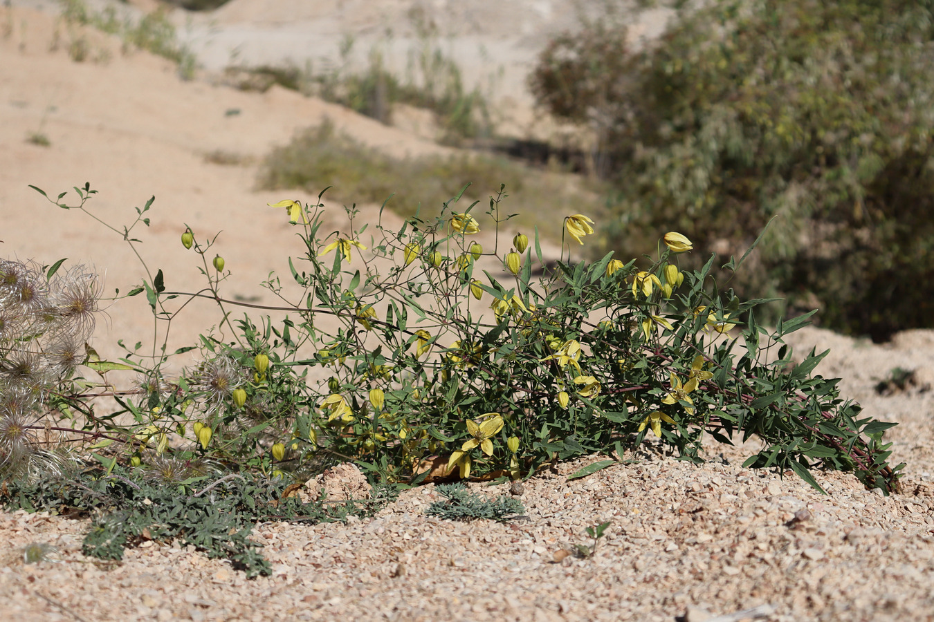 Image of Clematis orientalis specimen.