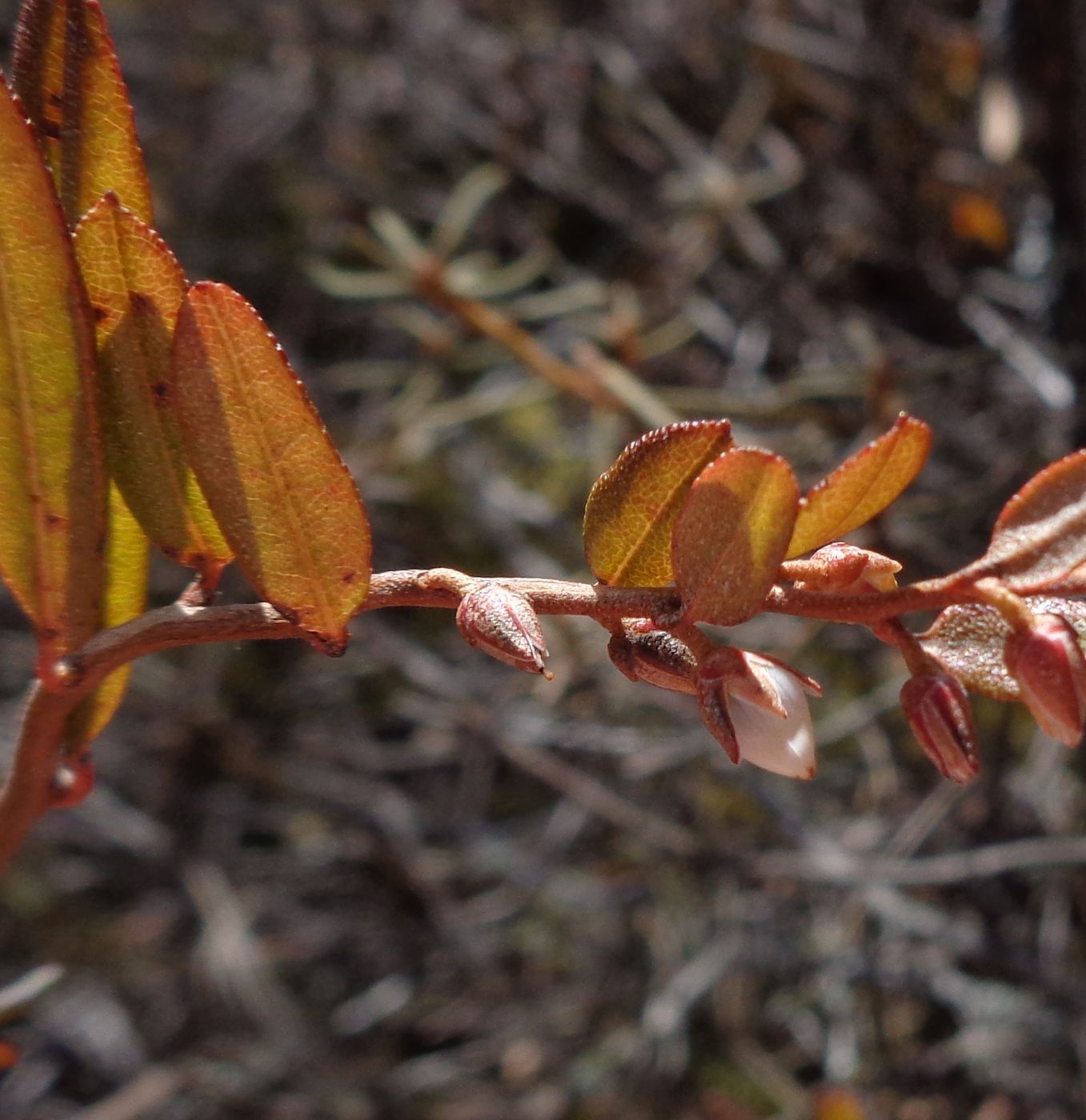 Image of Chamaedaphne calyculata specimen.