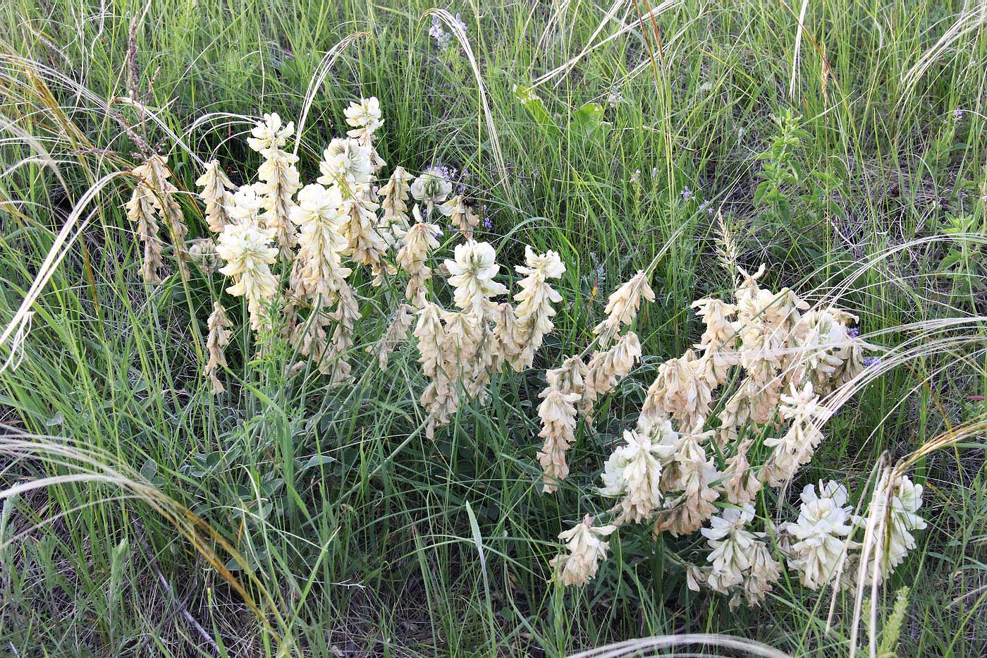 Image of Hedysarum grandiflorum specimen.