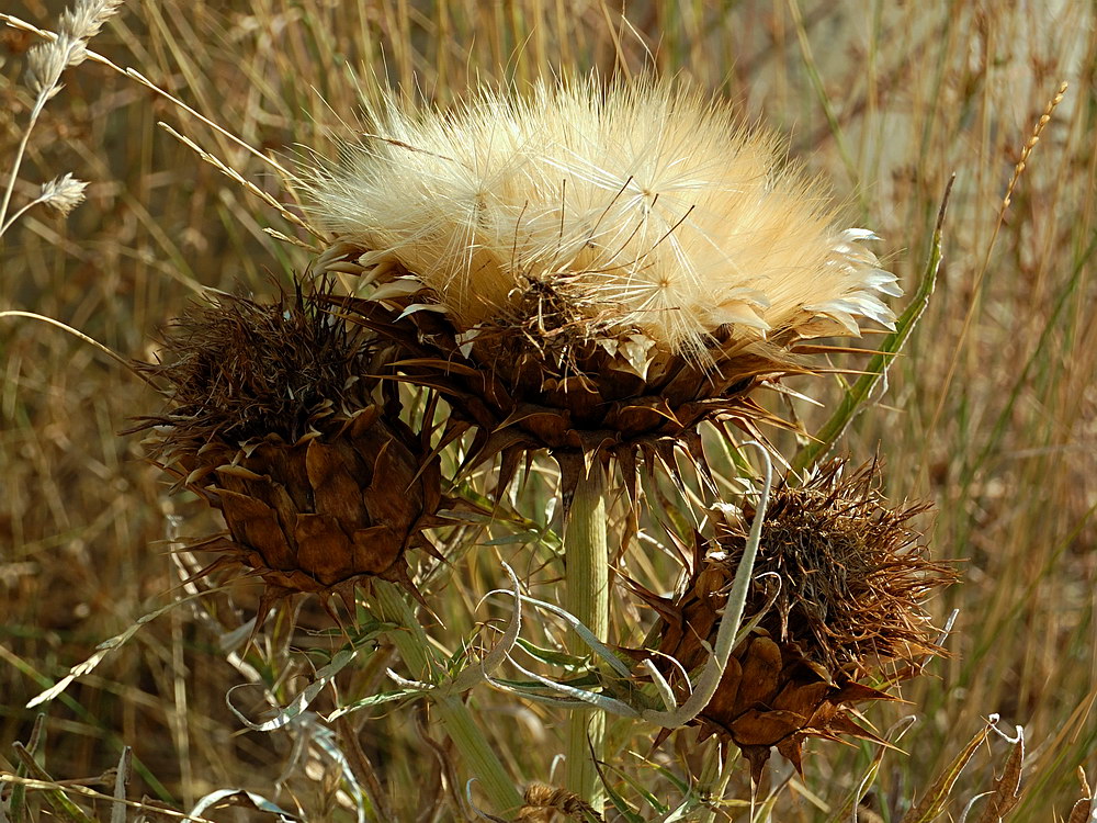 Изображение особи Cynara scolymus.