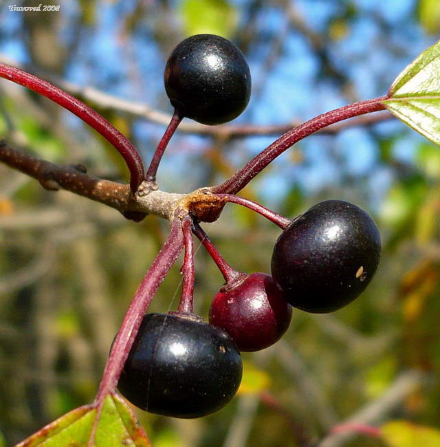 Изображение особи Frangula alnus.