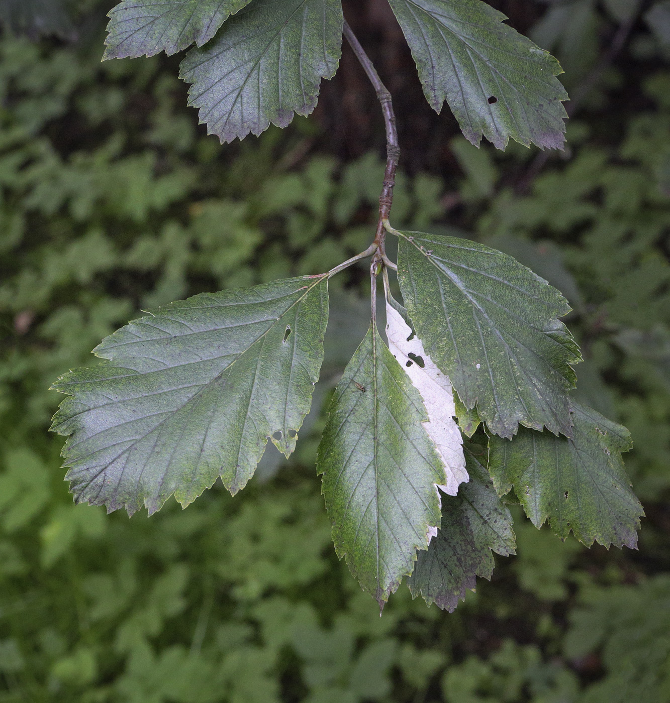 Image of Sorbus takhtajanii specimen.