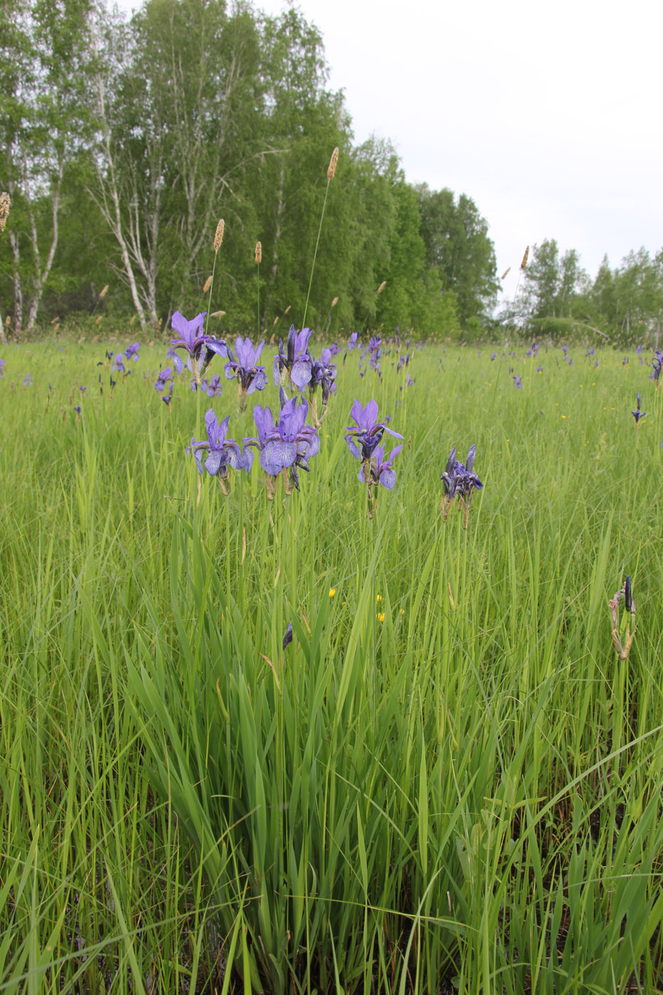 Изображение особи Iris sibirica.