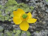 Anemonastrum speciosum. Цветок. Кабардино-Балкария, Эльбрусский р-н, долина р. Ирикчат, ок. 2900 м н.у.м., среди камней. 06.07.2020.
