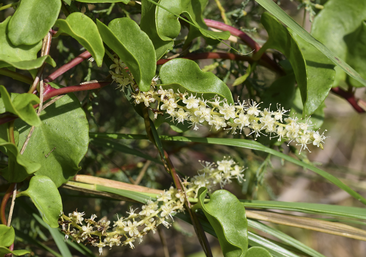 Image of Anredera cordifolia specimen.