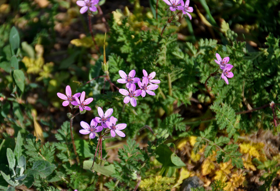 Изображение особи Erodium cicutarium.