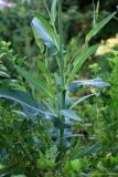 Sonchus subspecies uliginosus