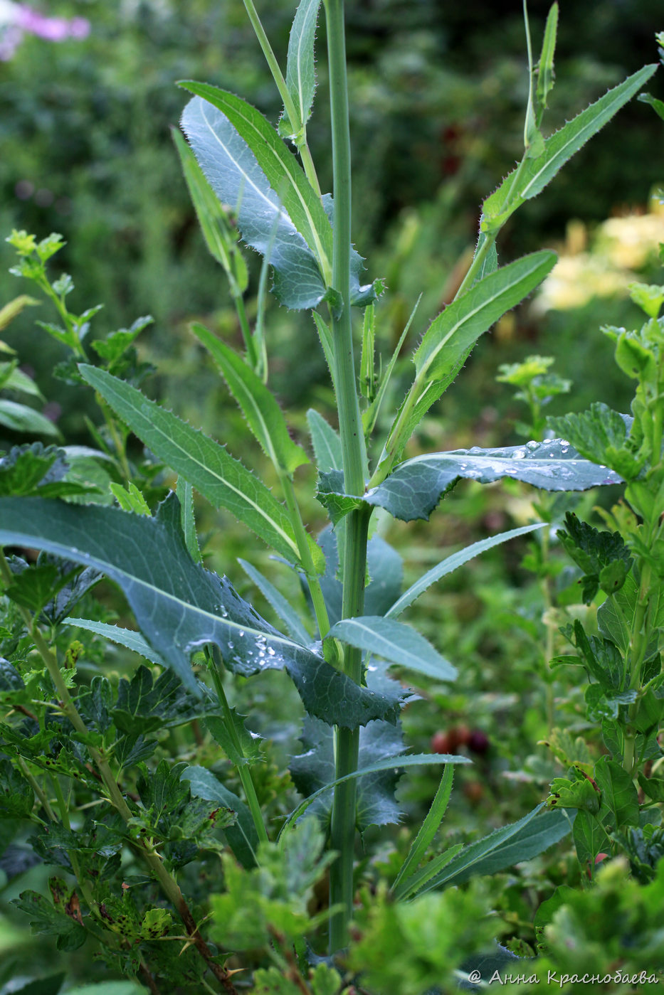 Image of Sonchus arvensis ssp. uliginosus specimen.