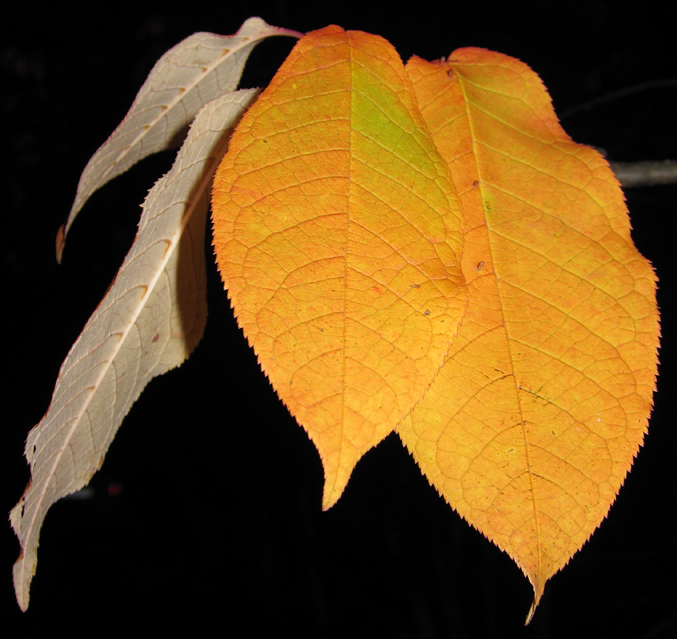 Image of Padus avium specimen.