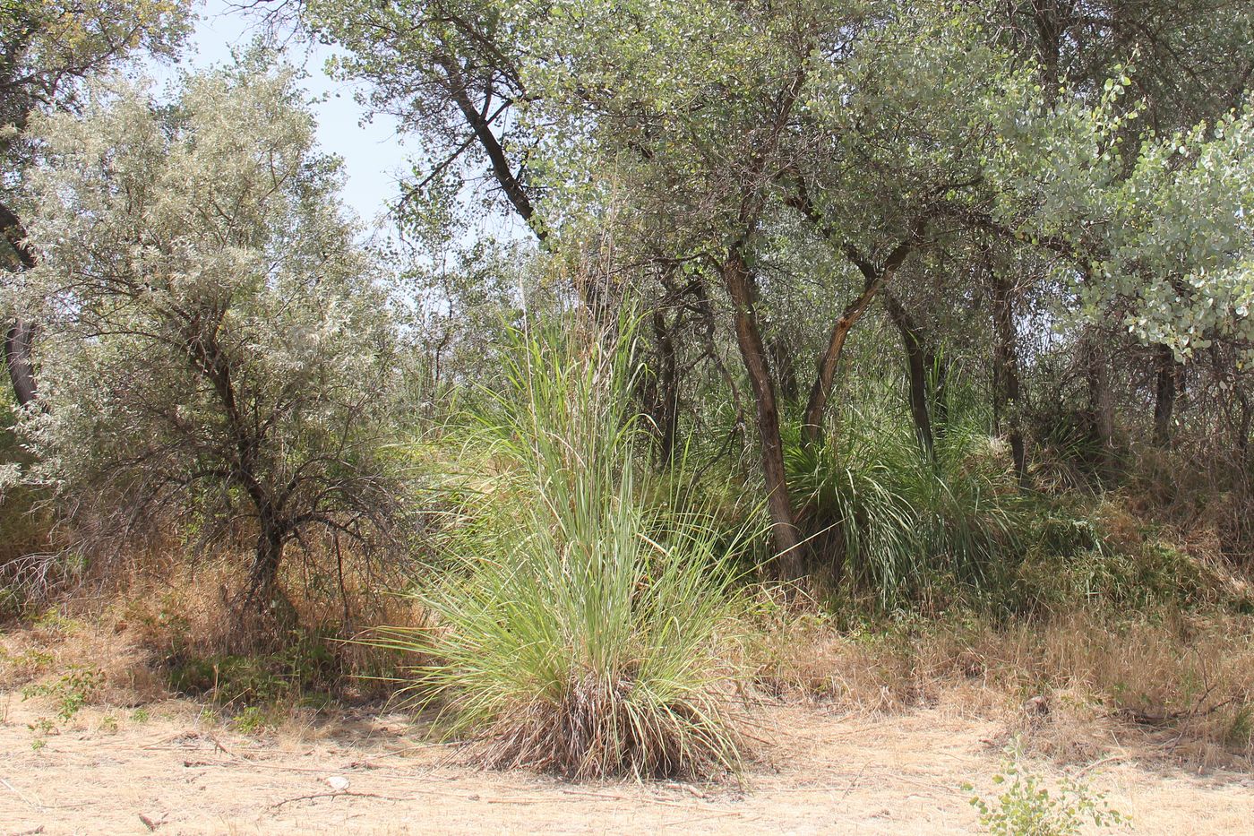 Image of Erianthus ravennae specimen.