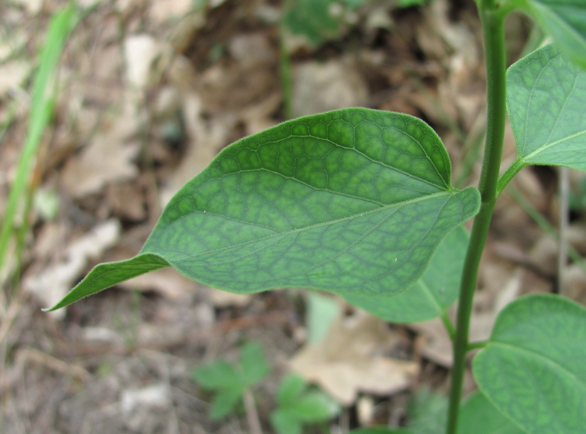 Image of Vincetoxicum scandens specimen.