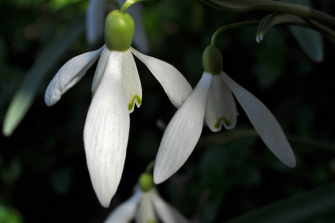 Image of Galanthus elwesii specimen.