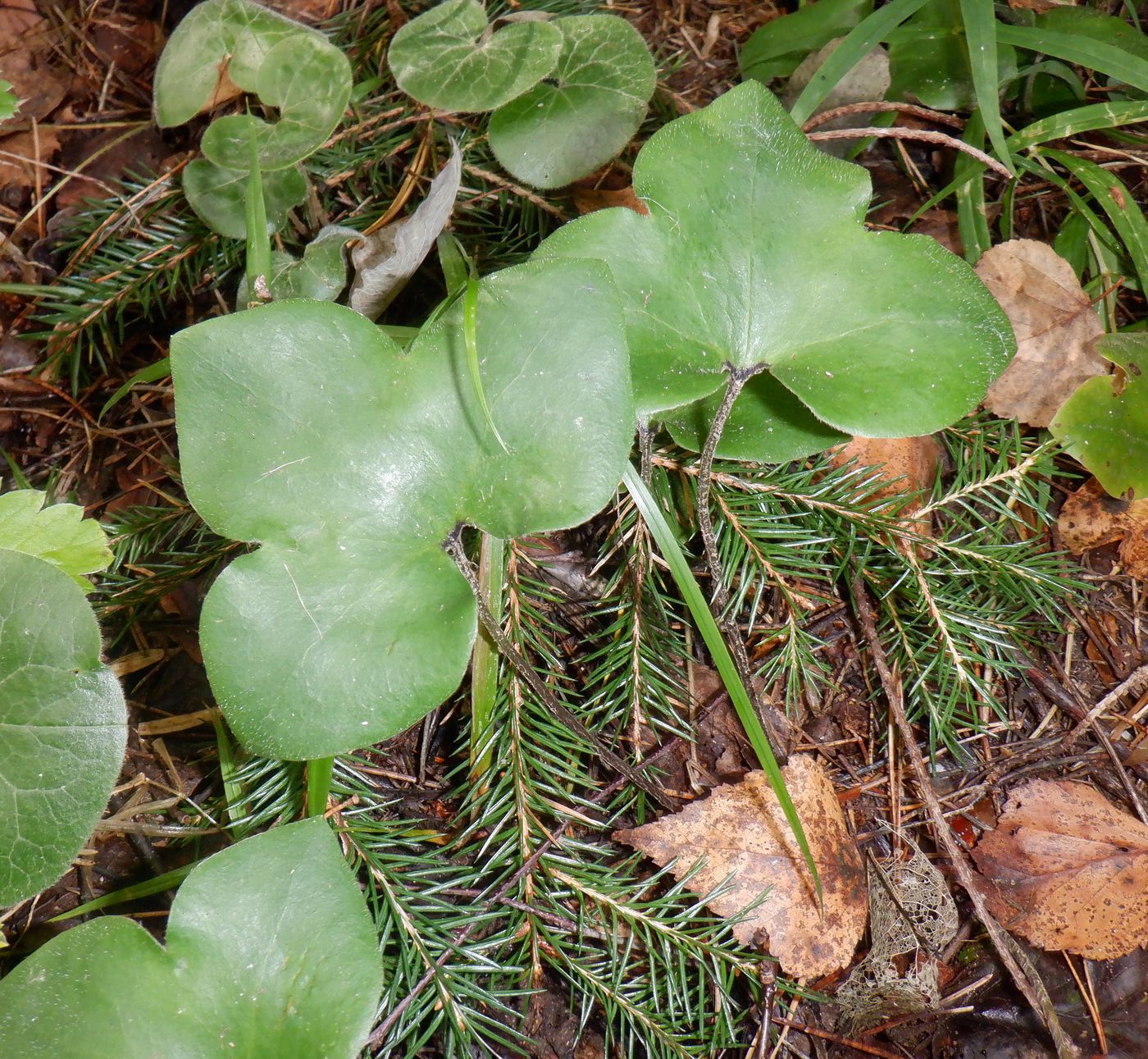 Image of Hepatica nobilis specimen.