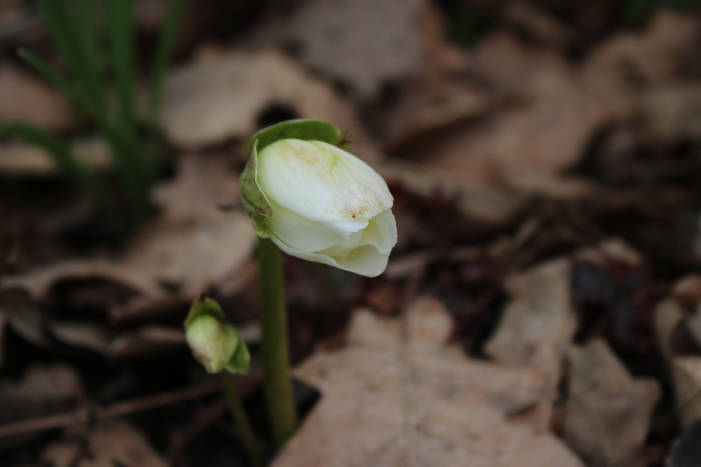 Изображение особи Helleborus niger.