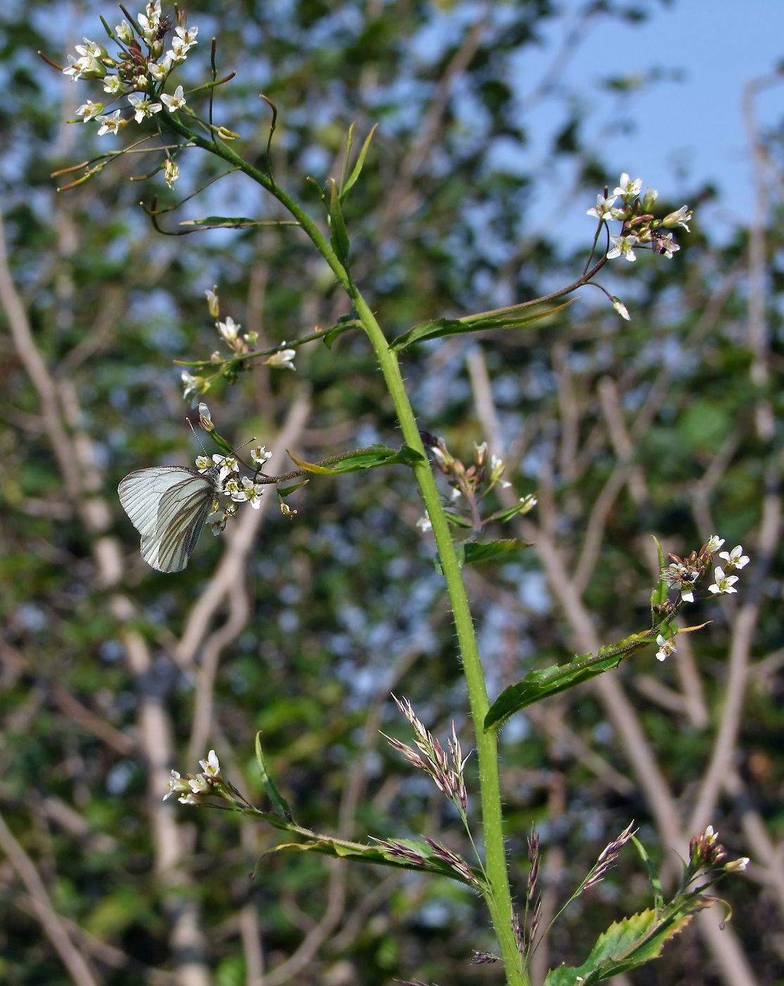 Image of Arabis pendula specimen.