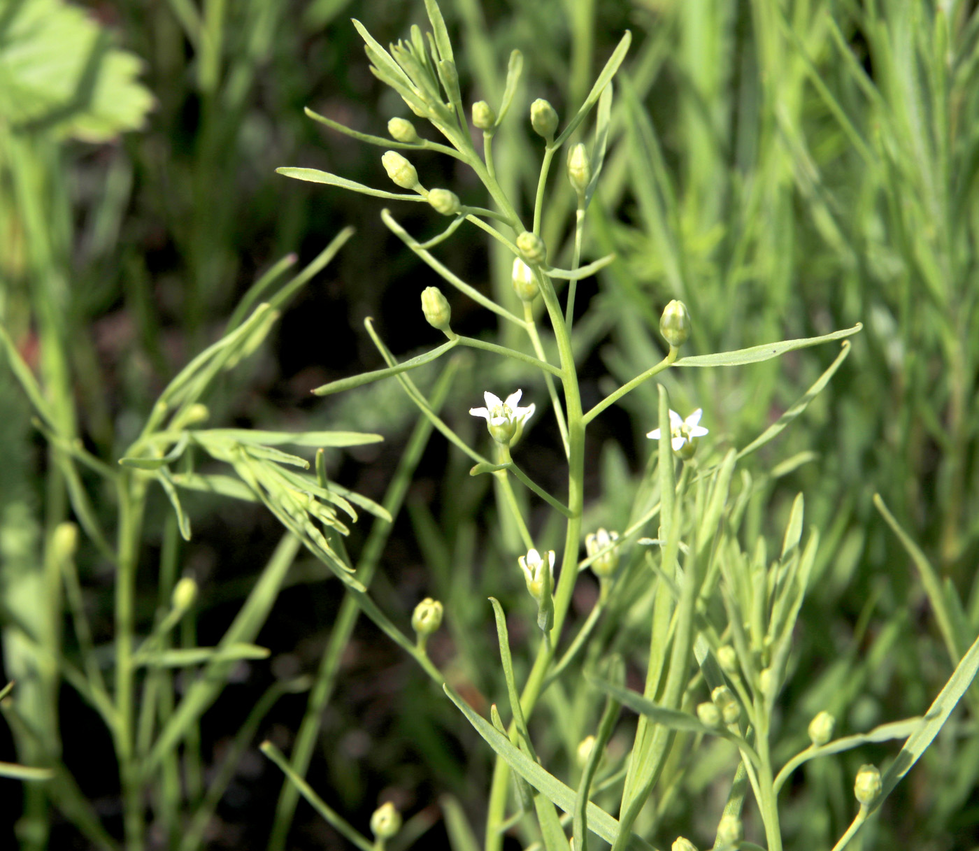 Image of Thesium ebracteatum specimen.