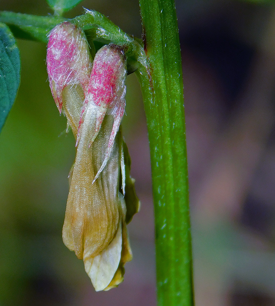 Image of Vicia ciliatula specimen.