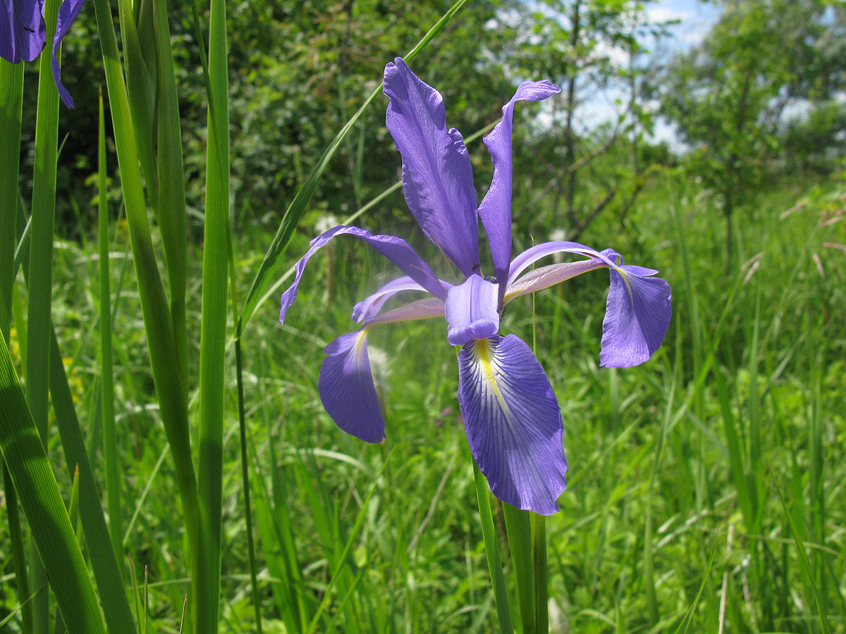 Image of Iris notha specimen.