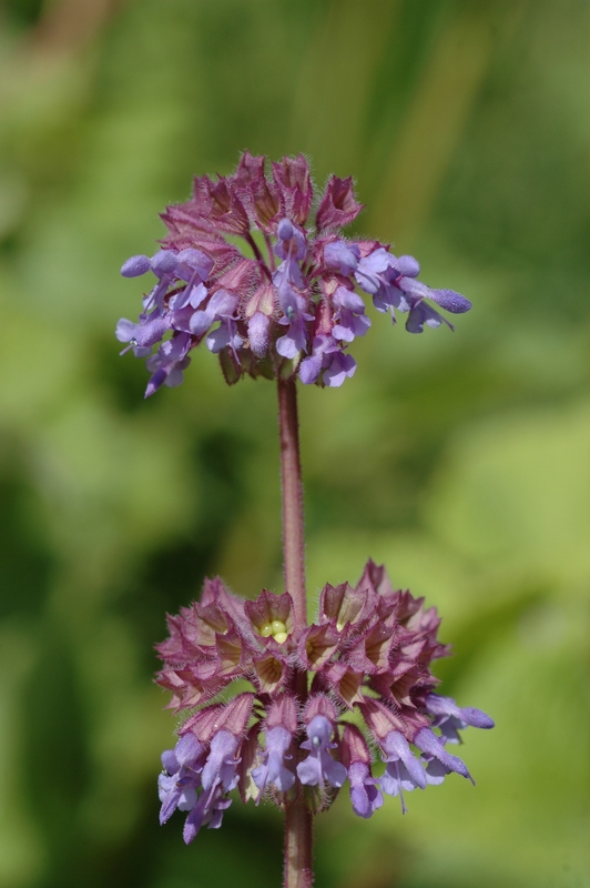 Image of Salvia verticillata specimen.