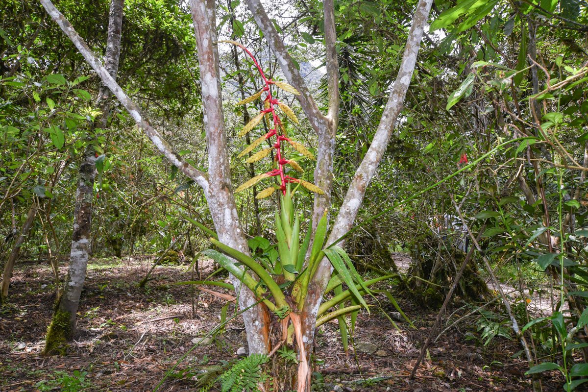 Image of Tillandsia fendleri specimen.