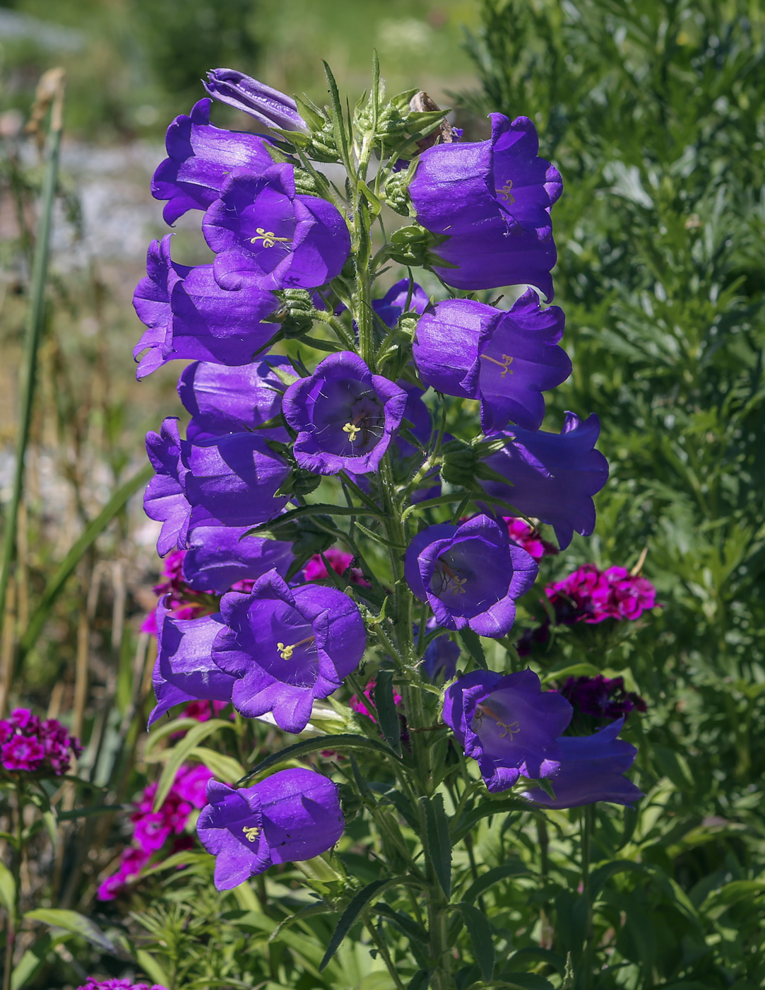 Image of Campanula medium specimen.