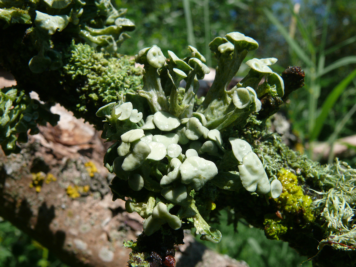 Image of Ramalina fastigiata specimen.