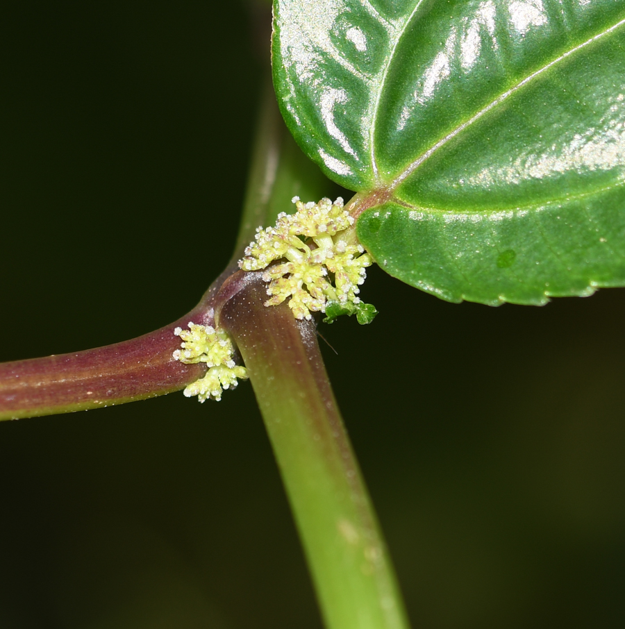 Image of genus Pilea specimen.