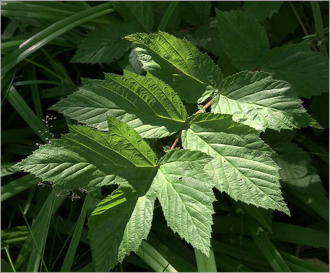 Image of Filipendula ulmaria specimen.