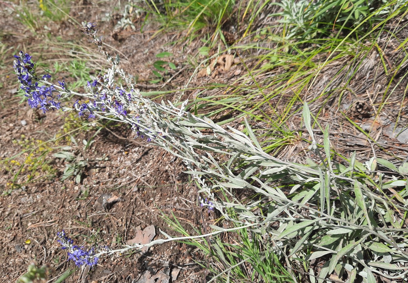 Image of genus Veronica specimen.