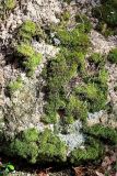 familia Dicranaceae