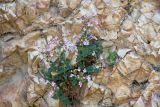 Nepeta subhastata