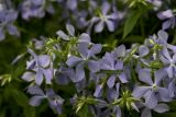 Phlox divaricata