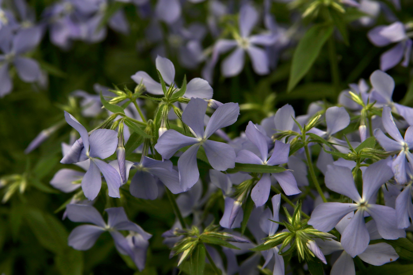 Image of Phlox divaricata specimen.