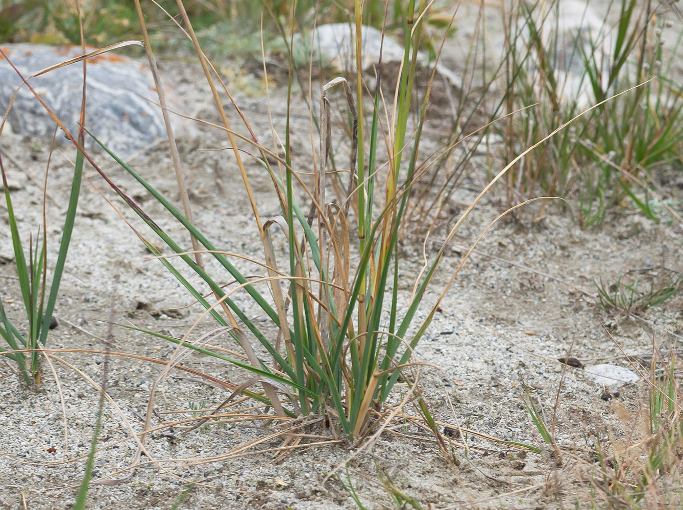 Изображение особи Calamagrostis balkharica.