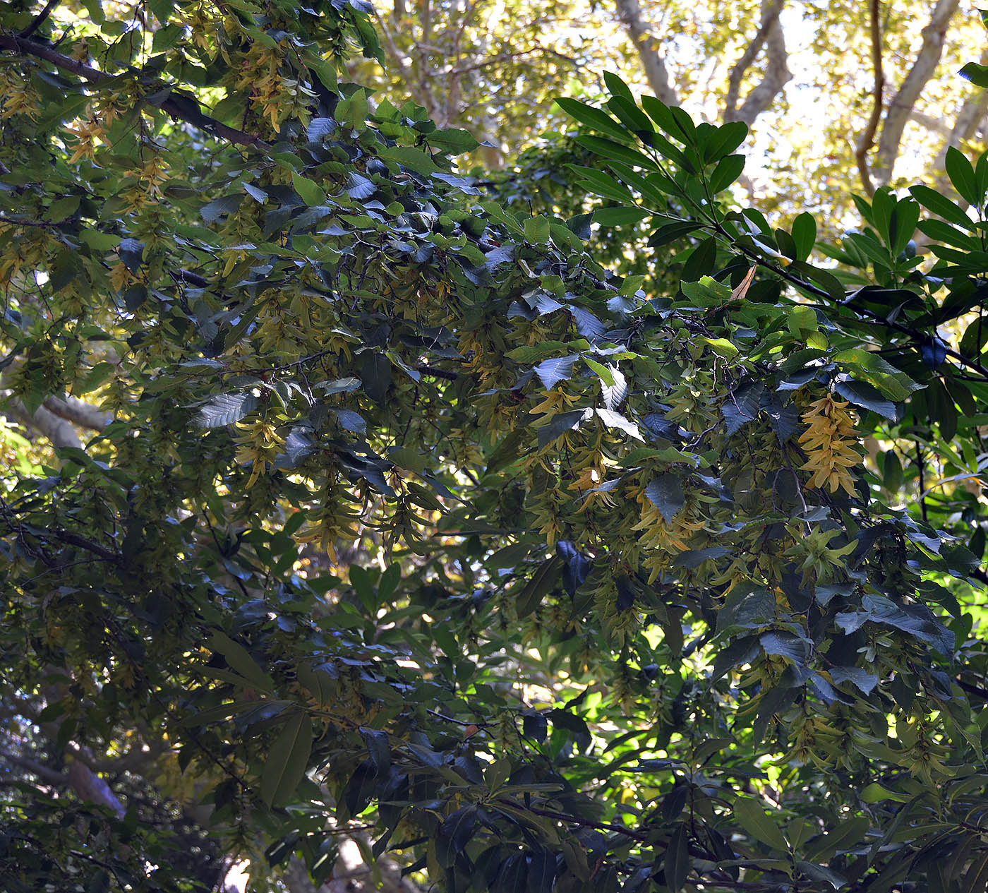 Image of Carpinus betulus specimen.