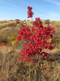 Cotinus coggygria. Молодое растение в осеннем окрасе. Ростовская обл., Усть-Донецкий р-н, окр. хут. Ольховской, балка Ольховая, степной склон. 16.10.2021.