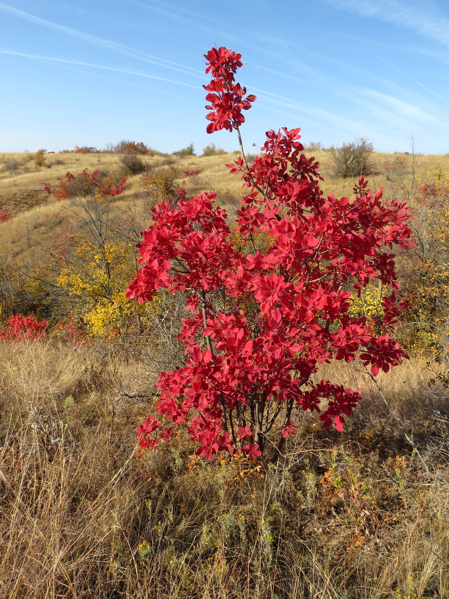 Image of Cotinus coggygria specimen.