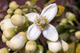 Citrus × paradisi. Цветок и бутоны. Израиль, г. Бат-Ям, в культуре. 22.03.2019.
