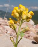 Alyssum oschtenicum. Соцветие с цветками и завязавшимися плодами. Кавказский биосферный заповедник, склон горы Оштен, ≈ 2500 м н.у.м., каменистая россыпь из известняка с участием мрамора и вкраплений и жил кальцита. 18.07.2015.