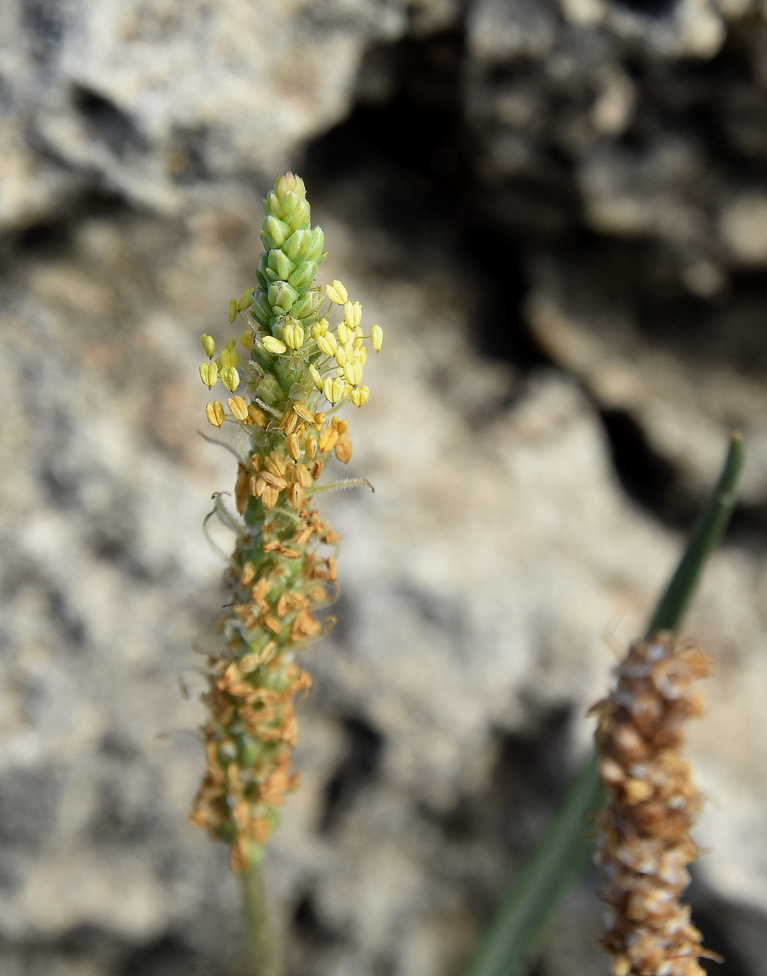 Изображение особи Plantago salsa.