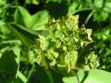 Bupleurum longifolium subspecies aureum. Соцветие зацветающего растения. Республика Алтай, Онгудайский р-н, пер. Семинский, сырой луг. 05.07.2010.