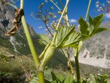 Heracleum ponticum. Средние части стебля с основаниями пазушных побегов с листьями и листовыми влагалищами. Кабардино-Балкария, Черекский р-н, Кабардино-Балкарский высокогорный заповедник, Мижиргийское ущелье, ≈ 2300 м н.у.м., отложенная боковая морена, субальпийский луг. 17.08.2021.