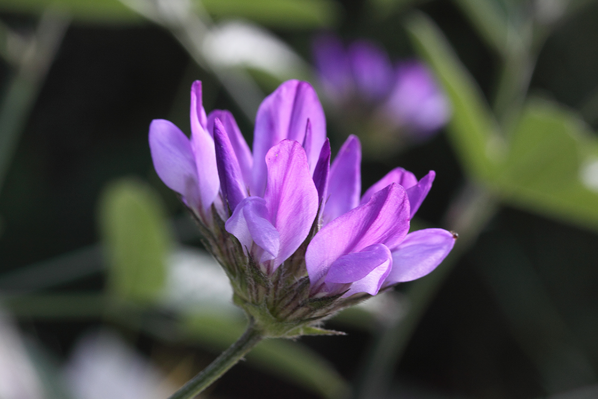 Изображение особи Psoralea bituminosa ssp. pontica.