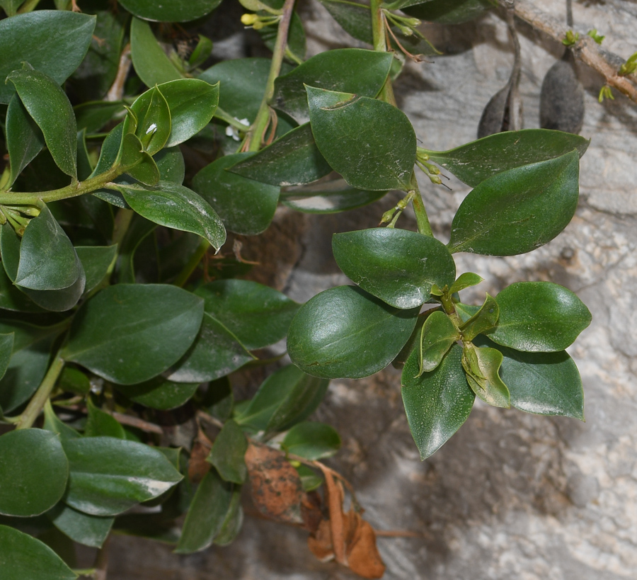 Image of genus Myoporum specimen.